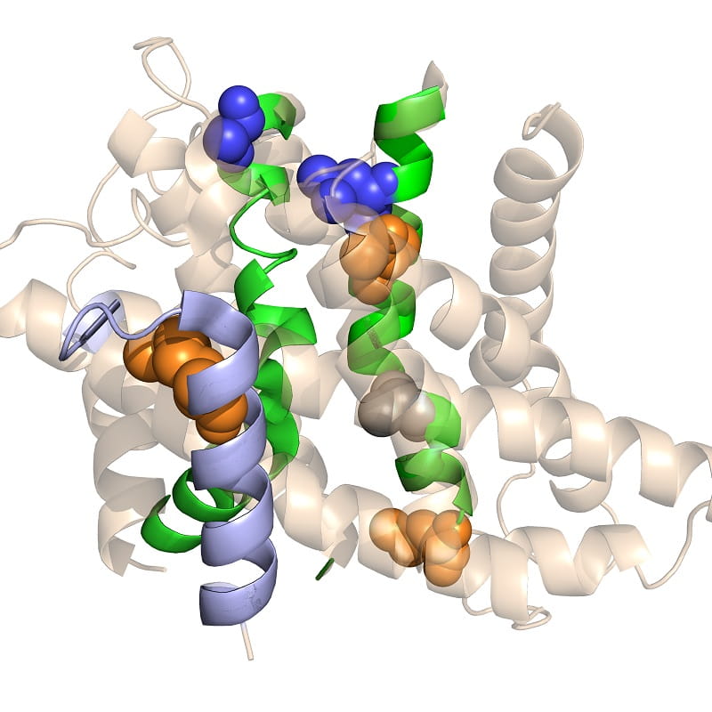 transporter protein structure