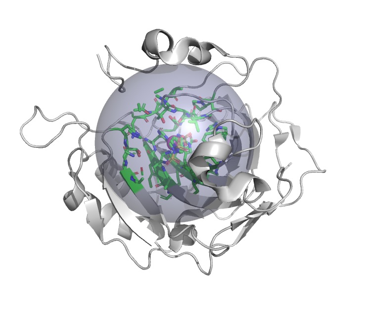 theoretical protein structure